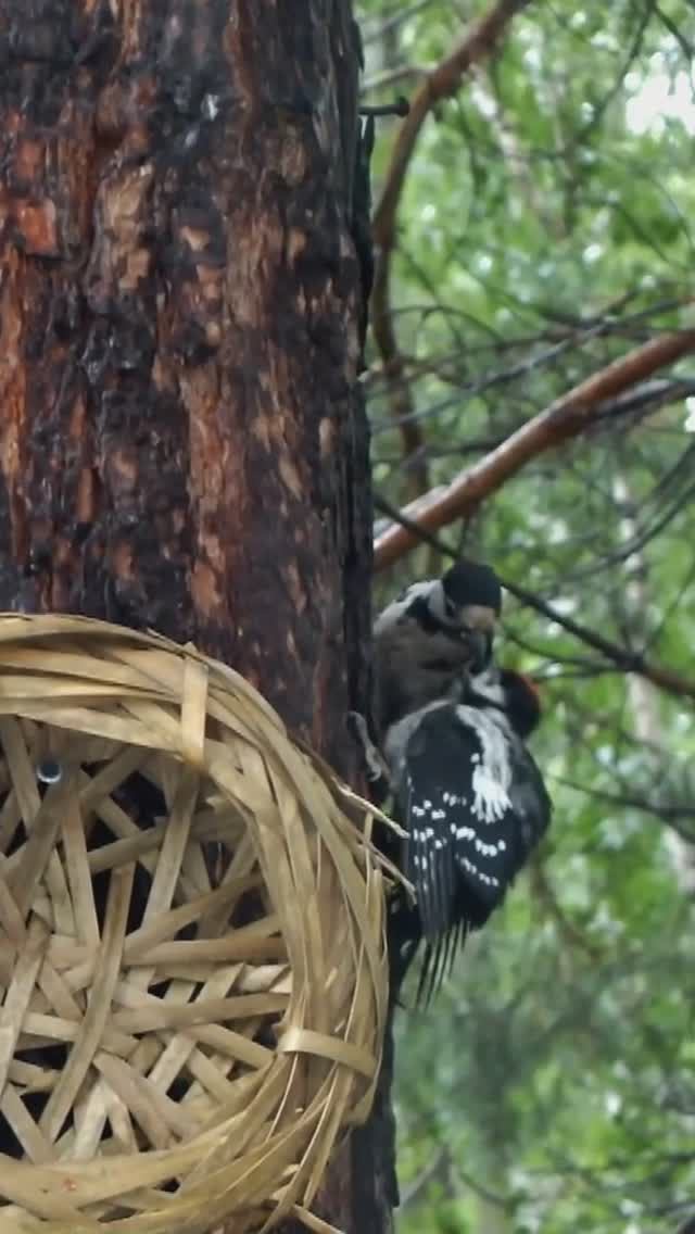 Дятел кормит подросшего птенца