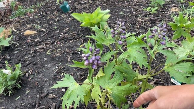 Pruning Delphinium For Bigger Flowers And A Longer Life! Planting Purple Campanula! //FlowerFanatic