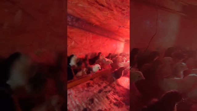 Промежуточные итоги. Цыплята. Утепление - что получилось.