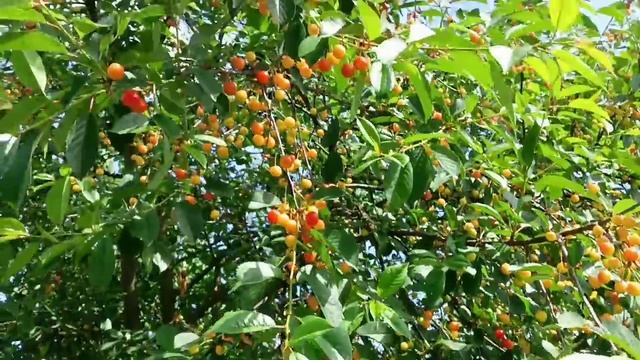 Утро в деревне :) Клубника Гигантская, Чамора Туруси смотреть онлайн