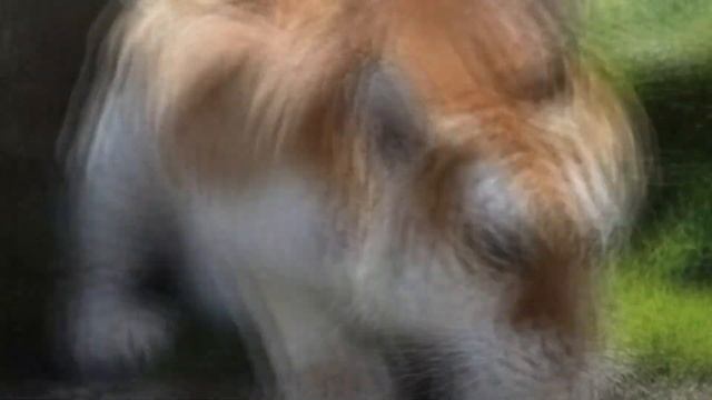 Золотой Тигр - Красота Природы смотреть онлайн