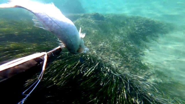 Lubina Или морской судак смотреть онлайн