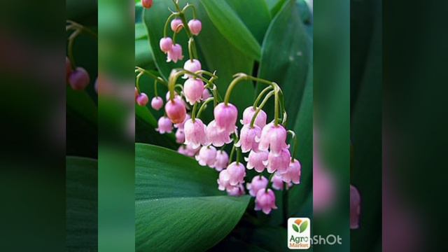 Вірші про весну.