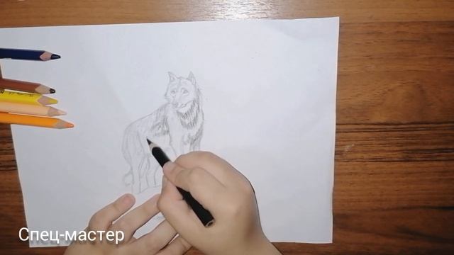 Как нарисовать серого волка? Рисунок простым и цветными карандашами. ? смотреть онлайн