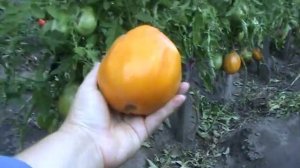 томат Сердце Ашхабада