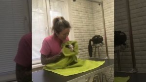 Бивер йорк и ее первая стрижка.  Запись на груминг по ? 8 964 631 81 21