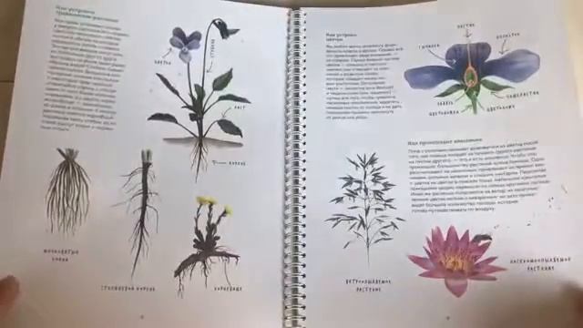 ОбзорКниги ? Мой гербарий Цветы и травы - изд МИФ смотреть онлайн