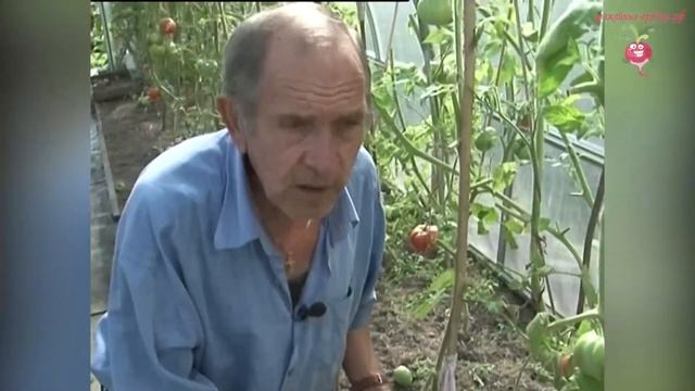 Как вырастить помидоры с сахарной мякотью? #urozhainye_gryadki смотреть онлайн