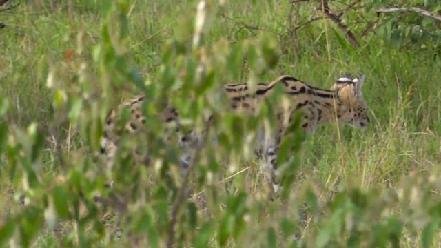 The Secret World of African Serval Cats: A Look Inside Their Mysterious Lives! смотреть онлайн