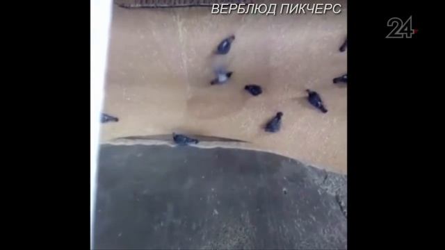 КАК ДЕЛАЮТ ХЛЕБ ИЗ ГОЛУБЕЙ И ЗЕРНА! Я В ШОКЕ! смотреть онлайн