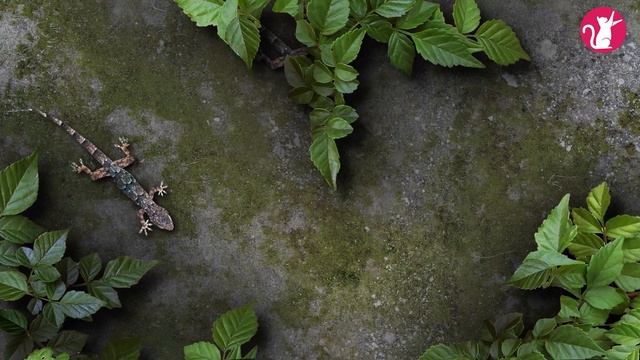 CAT TV -  ? Catching Lizard! ? Entertainment Video For Cats To Watch. 30 Minute 4k