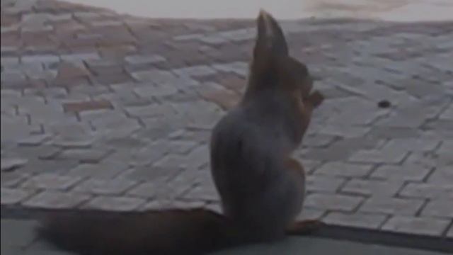 Бельчёнок Red Sciurus Vulgaris смотреть онлайн