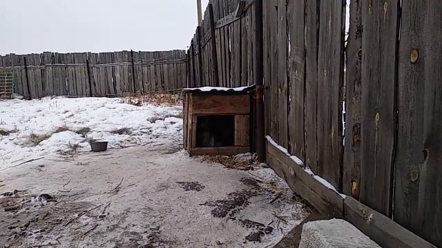 Жизнь собачья. Или как покупается любовь. смотреть онлайн