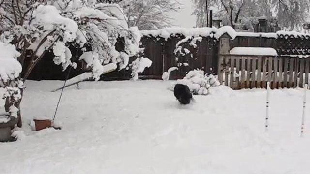 Eli the Snow Dog смотреть онлайн
