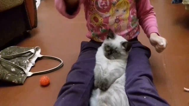 Котик черноух смотреть онлайн