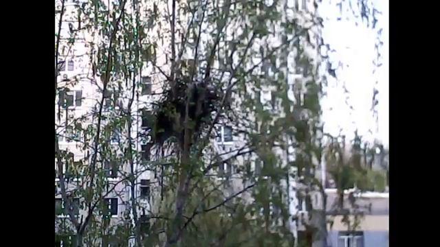 Наблюдение за гнездом Сорок смотреть онлайн