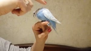 Волнистый попугайчик синий спенгл опалиновый