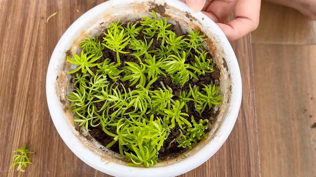 IDEAS Breeding brilliant yellow-flowered Grass Sedum. THE END SURPRISE смотреть онлайн