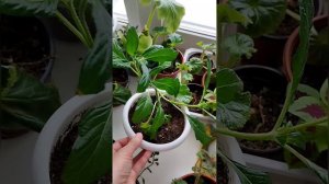 Пентас ланцетный, укоренение не удается