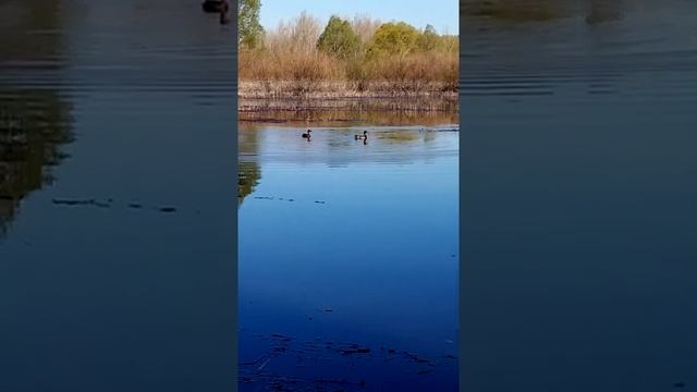 4 мая 2020 г. г. Самара река Сок, ловля краснопёрки. смотреть онлайн