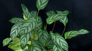 Цветок ктенанта — уход в домашних условиях