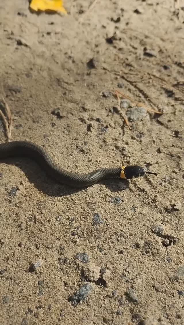 #shorts Ужик на дороге в лесу