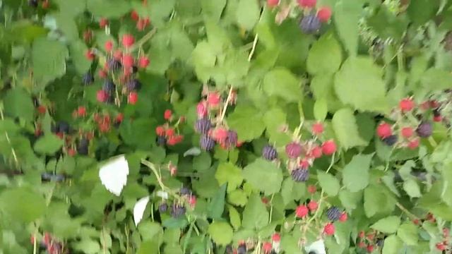 Черная малина Камберленд. Black raspberry Cumberland. смотреть онлайн