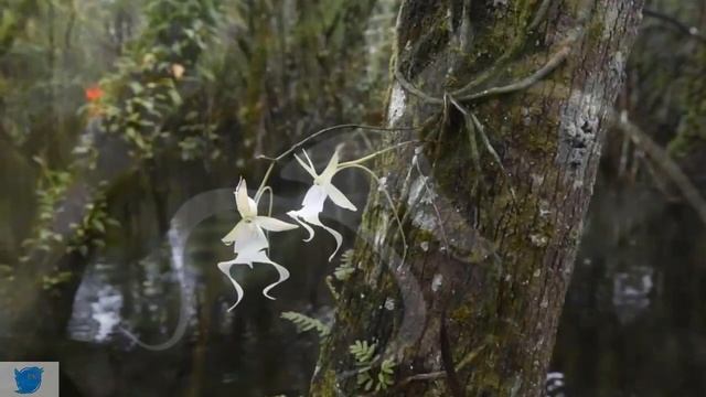 Thế Giới Kỳ Thú | Những Loài Hoa Mang Hình Dáng ĐỘC LẠ Nhất Thế Giới| PHẦN 3