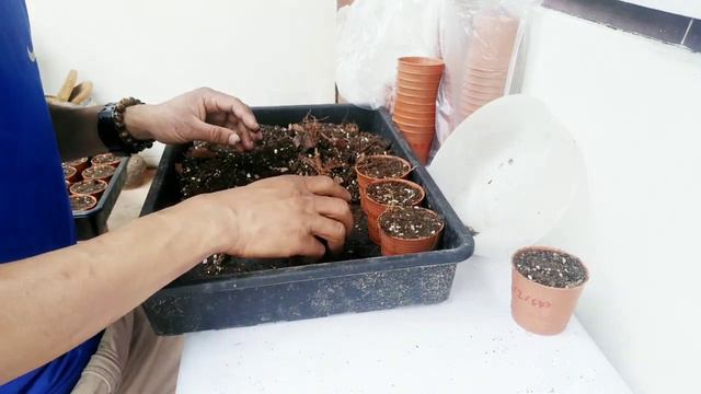 เอาไข่บอนหูช้างด่างเหลือง แช่น้ำก่อนปลูก ต้องหมั่นตรวจสอบ Alocasia Gageana Aurea Variegated