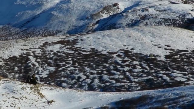 Аргали. Алтайский горный баран - самый крупный баран в мире. Argali. Altai Republic. Siberia. смотреть онлайн