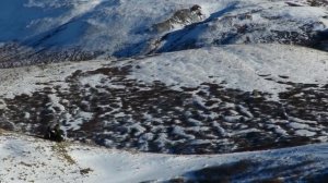 Аргали. Алтайский горный баран - самый крупный баран в мире. Argali. Altai Republic. Siberia.