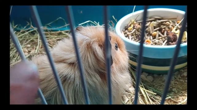 Морские свинки мурлыкают смотреть онлайн