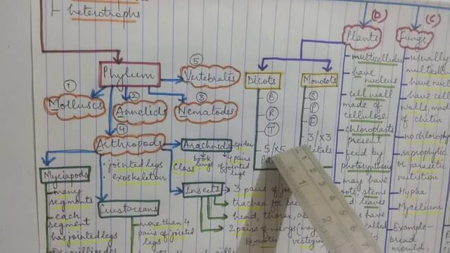Mind map chapter-1 Classification IGCSE 9th смотреть онлайн