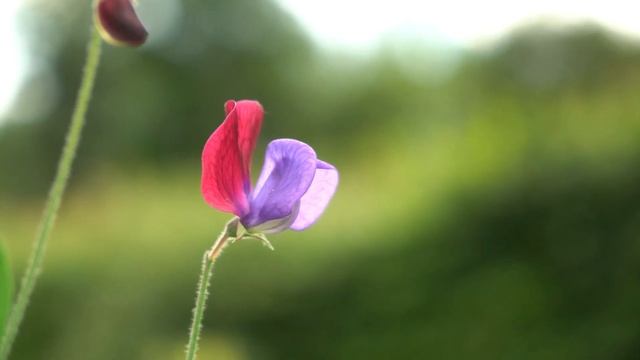 What Flowers to Sow in November | What to Plant in Autumn with Liz Zorab смотреть онлайн