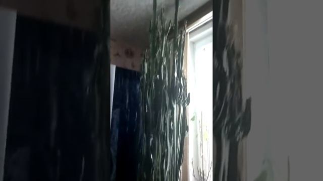 молочай трехгранный 2м+