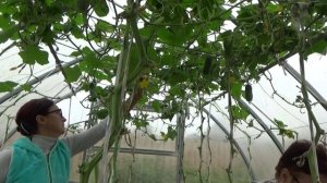 6 соток 19 августа 2023 года. Хроника.