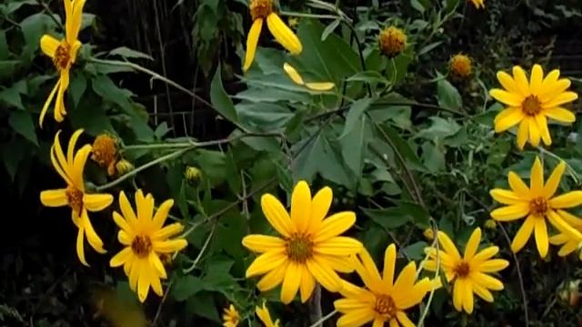 Шугаринг: деликатность и эффективность в одном процессе