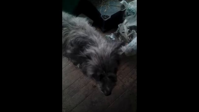 Кустарниковая собака смотреть онлайн