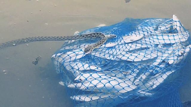 Змея ворует рыбу , узбекистан сырдарья мехнат рыбалка уз смотреть онлайн