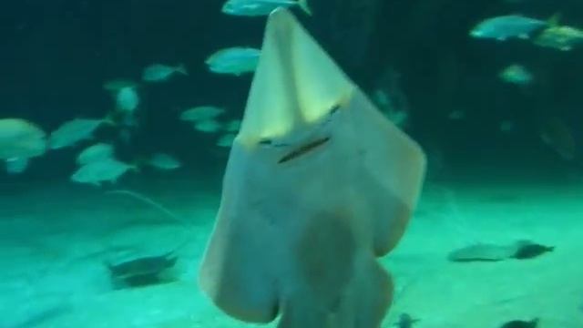 Смешной скат кривляется)) смотреть онлайн