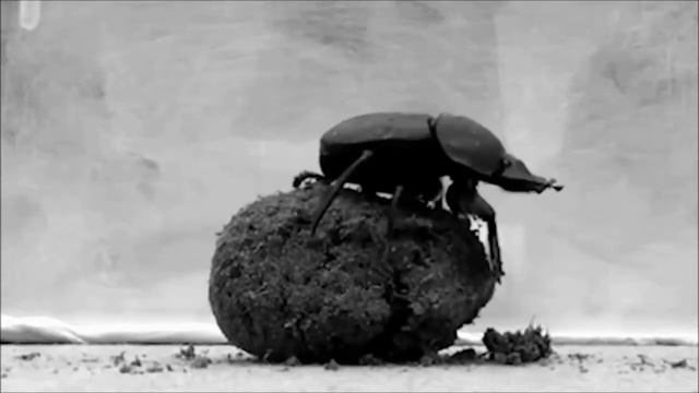 Навигационные способности навозного жука (эволюция или сотворение) смотреть онлайн