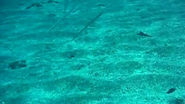 Fistularia смотреть онлайн