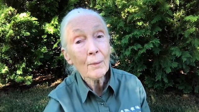 Dr. Jane Goodall's Message for World Chimpanzee Day 2022 смотреть онлайн