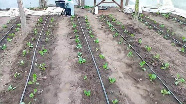 #обработка ранней капусты от вредителей смотреть онлайн