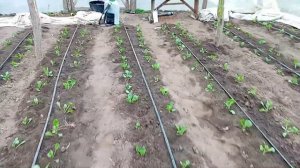 #обработка ранней капусты от вредителей