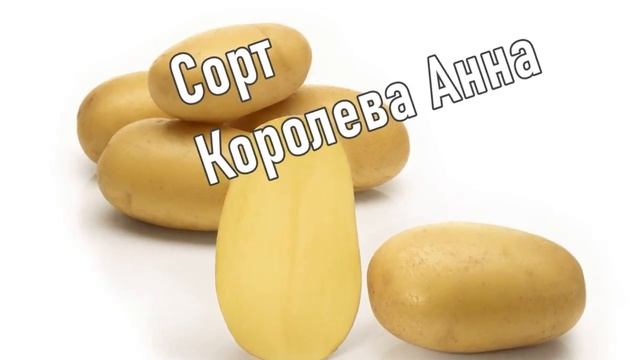 Картошка Королева Анна. Раннеспелый Сорт Картофеля смотреть онлайн