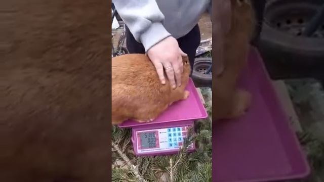 Кролики НЗК .правильный уход. смотреть онлайн