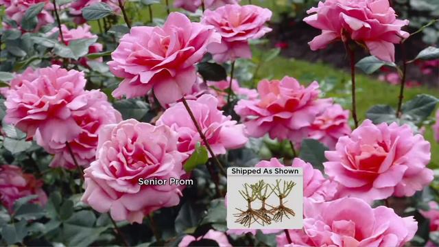 Cottage Farms 3-piece Reblooming Fire & Ice Rose Collection on QVC смотреть онлайн