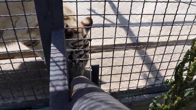 Шухрай (Шахеризада) не устояла перед запахом мяска! Парк львов Тайган. Белогорск. Крым. смотреть онлайн