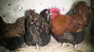 Орппингтоны на подворье Сергея Сетракова